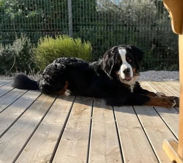 VIAGO, male young Bernese Mountain Dog for adoption at SOS Boubous
