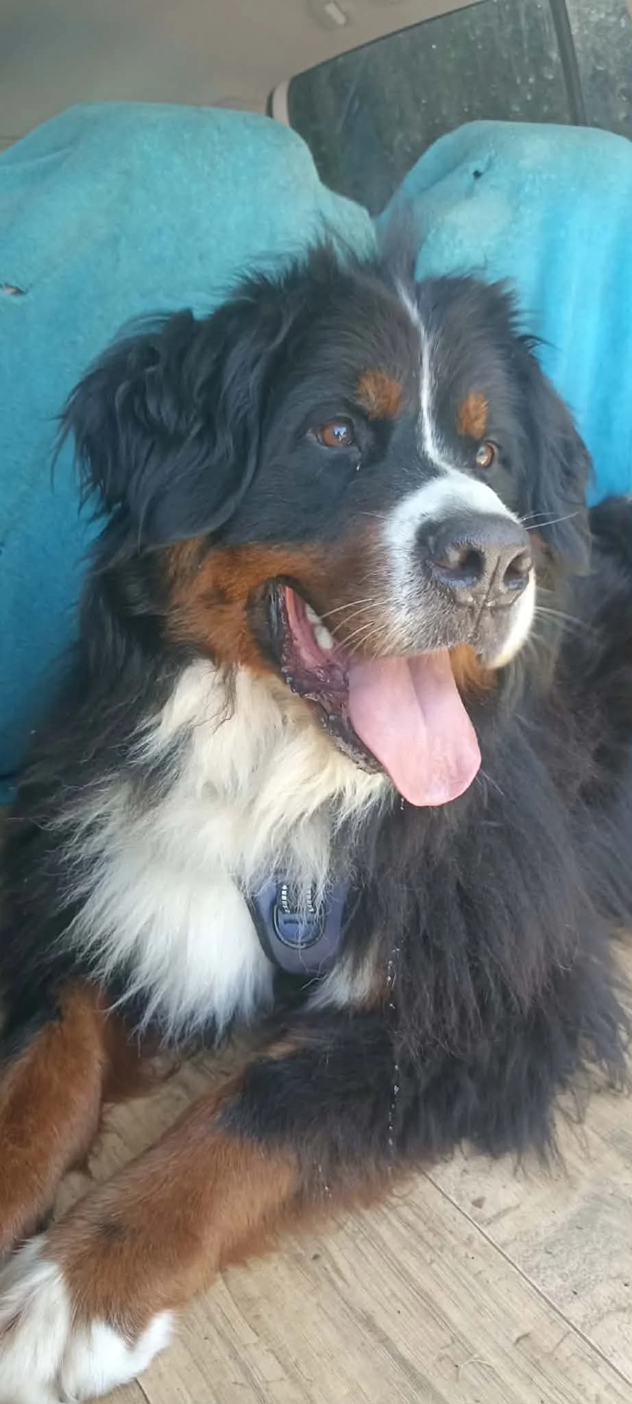 THOR, male 4yo Bernese Mountain Dog for adoption at SOS Boubous