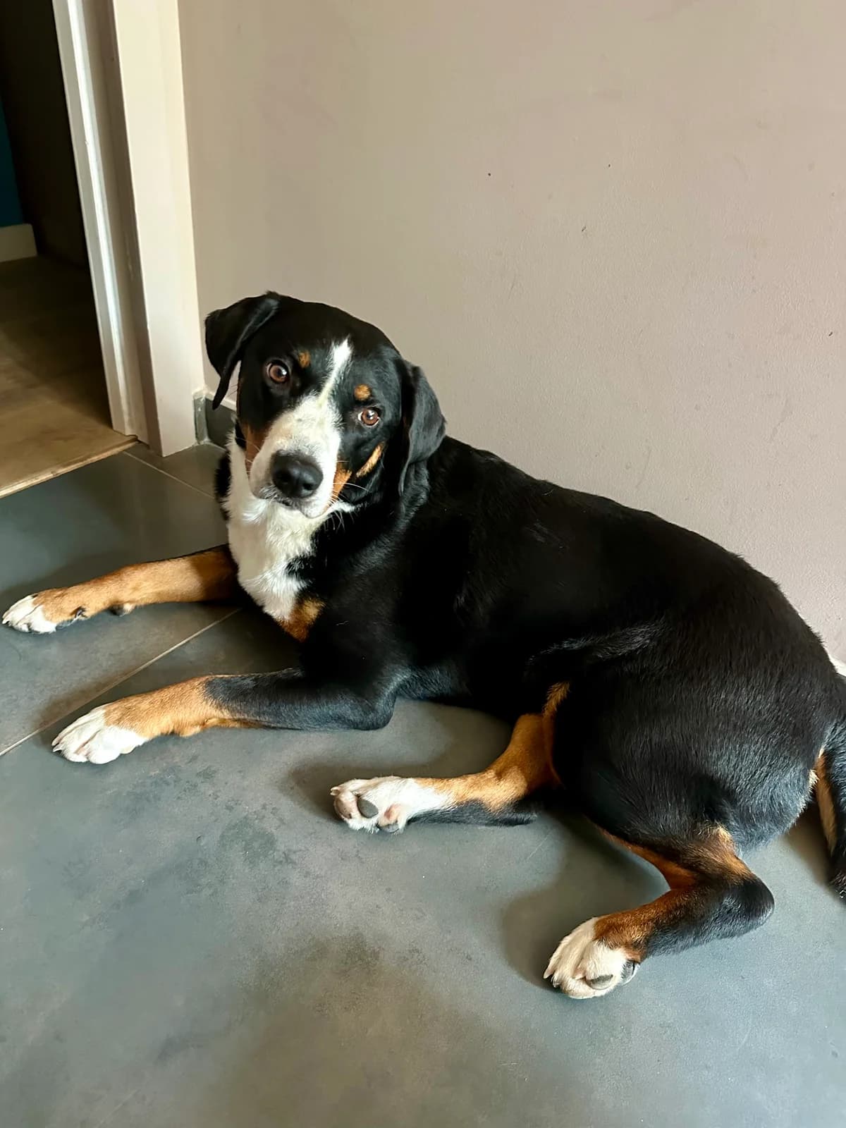 Tosca, female 3yo mixed breed for adoption at SOS Boubous