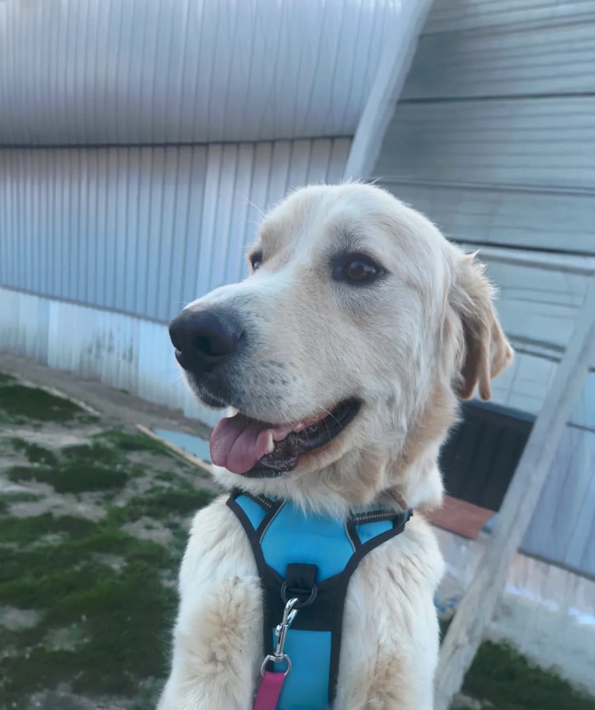 Beethoven, male young Golden Retriever for adoption at SOS Boubous