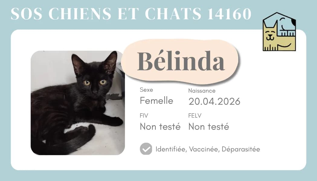 Belinda 1, Mixed Breed for adoption at SOS Chiens et Chats 14160