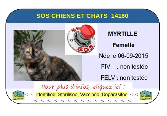 Myrtille, Mixed Breed for adoption at SOS Chiens et Chats 14160