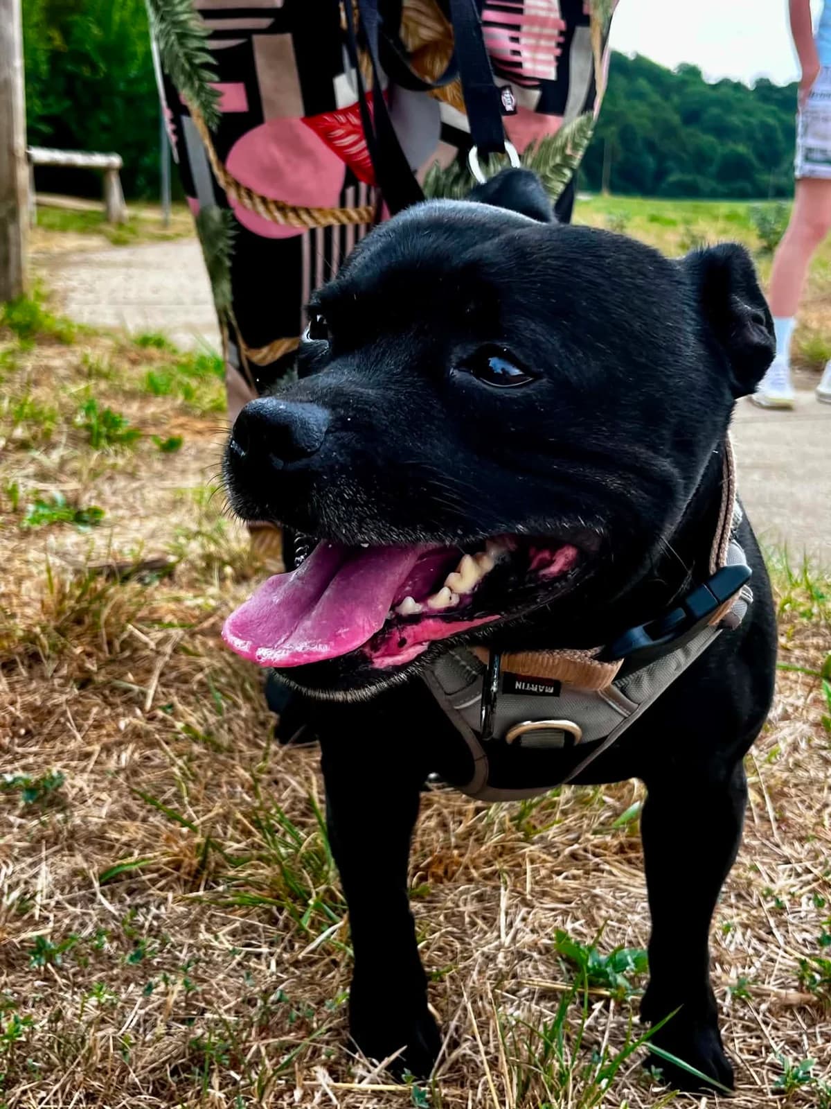 PADDY, male 7yo Mixed Breed for adoption at SOS Animaux Refuge Jolibois