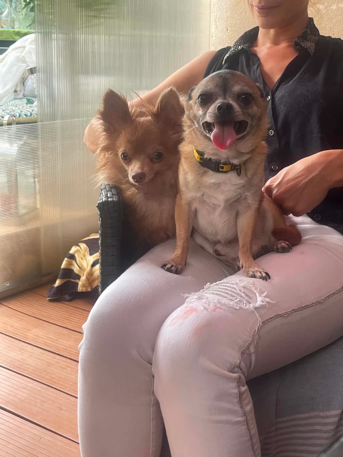 π TOUJOURS PAS DE FAMILLE POUR YOSHI, male Mixed Breed for adoption at SOS Animaux Refuge Jolibois