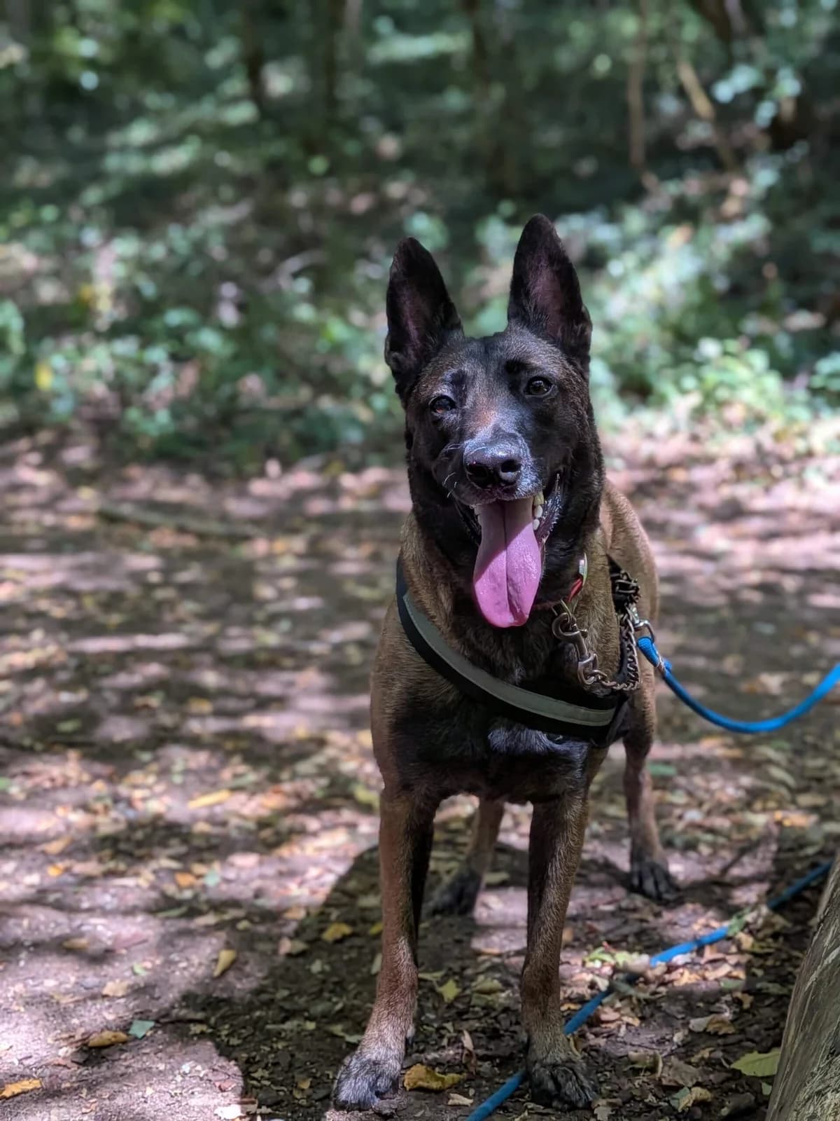 πΎ Γ LA RECHERCHE DE SA FAMILLE POUR LA VIE, female Mixed Breed for adoption at SOS Animaux Refuge Jolibois