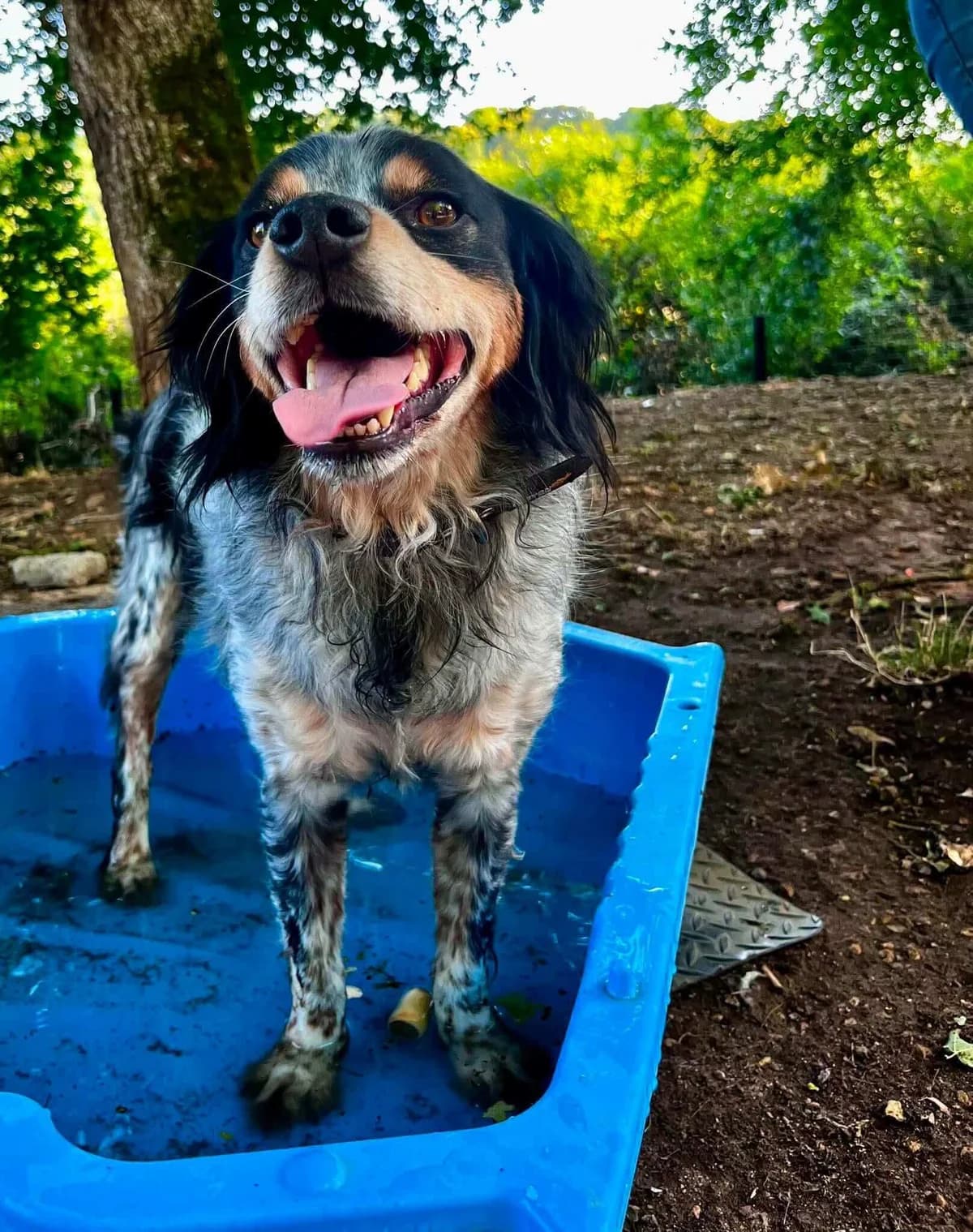 πΎπ€ OPIUM, male senior Mixed Breed for adoption at SOS Animaux Refuge Jolibois