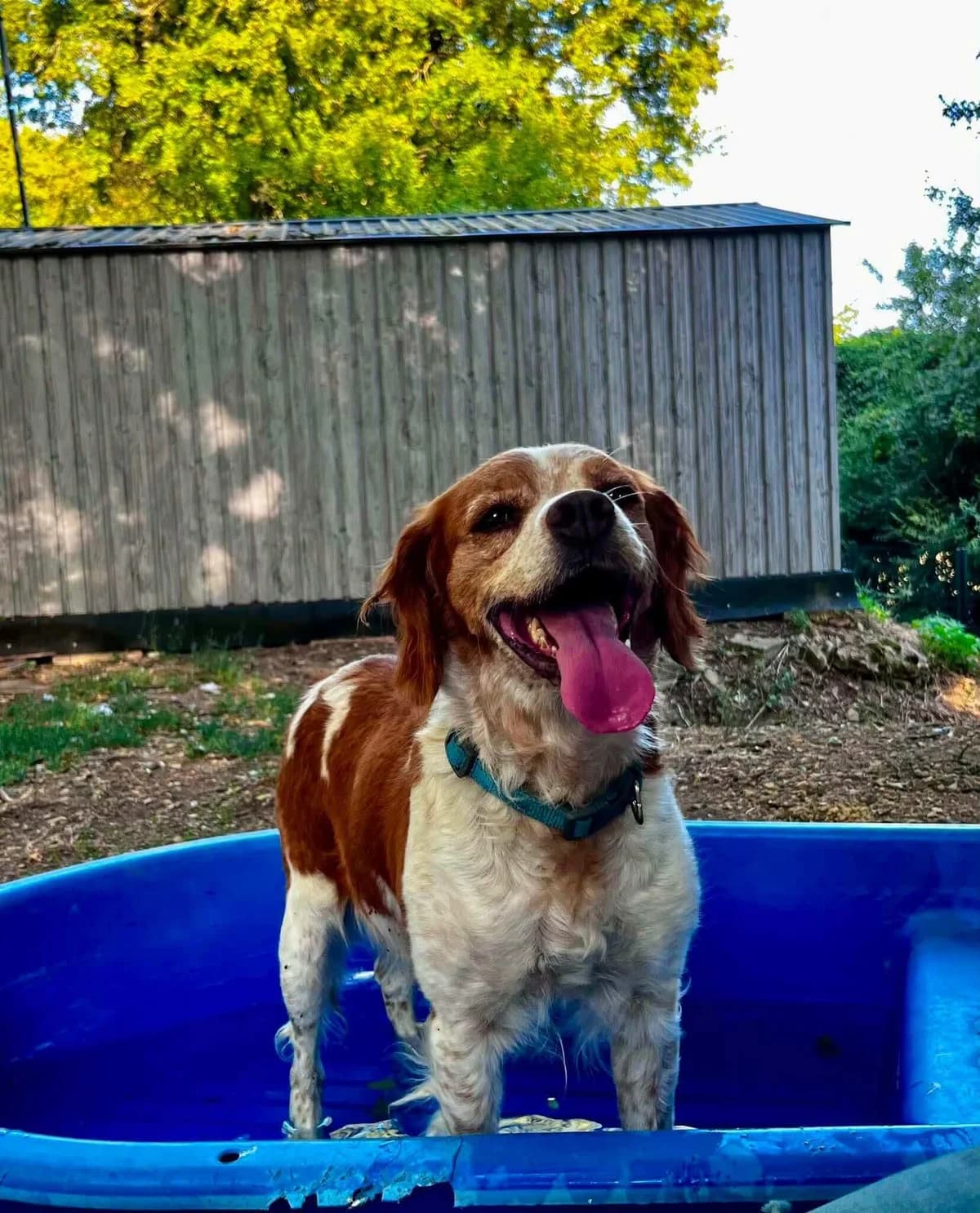 πΎβ€οΈ POUM POUM, female senior Mixed Breed for adoption at SOS Animaux Refuge Jolibois