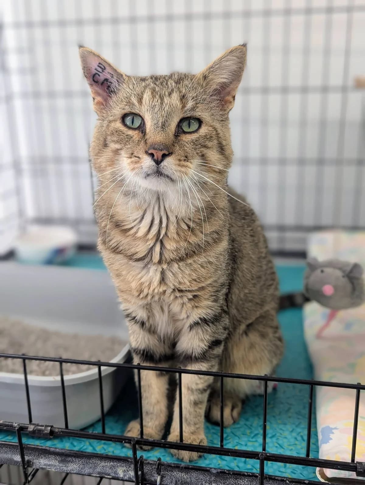 Γ la recherche de son foyer pour la vie, male 5yo Mixed Breed for adoption at SOS Animaux Refuge Jolibois