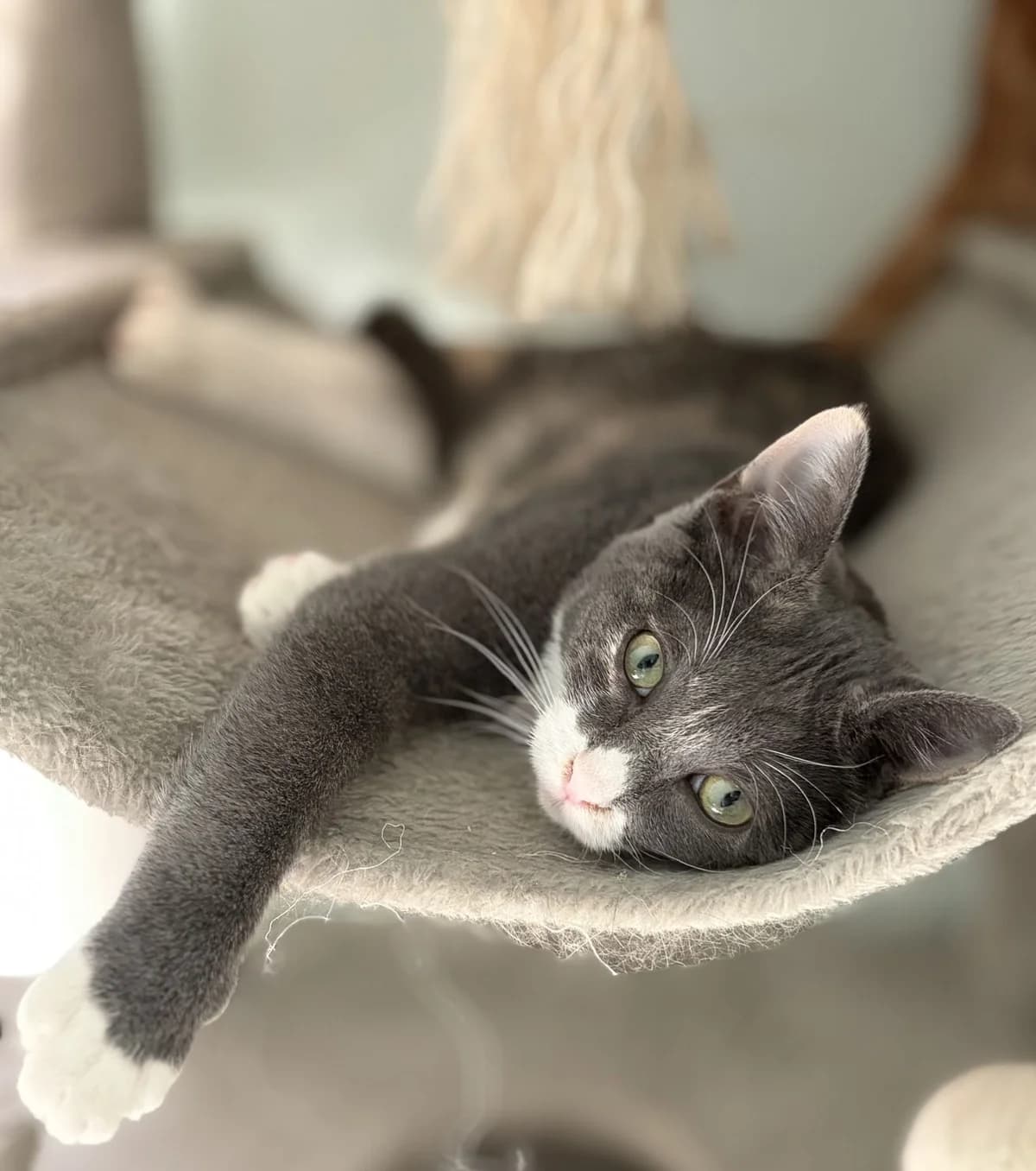 BONNIE, female young Mixed Breed for adoption at SOS Cat Pattes
