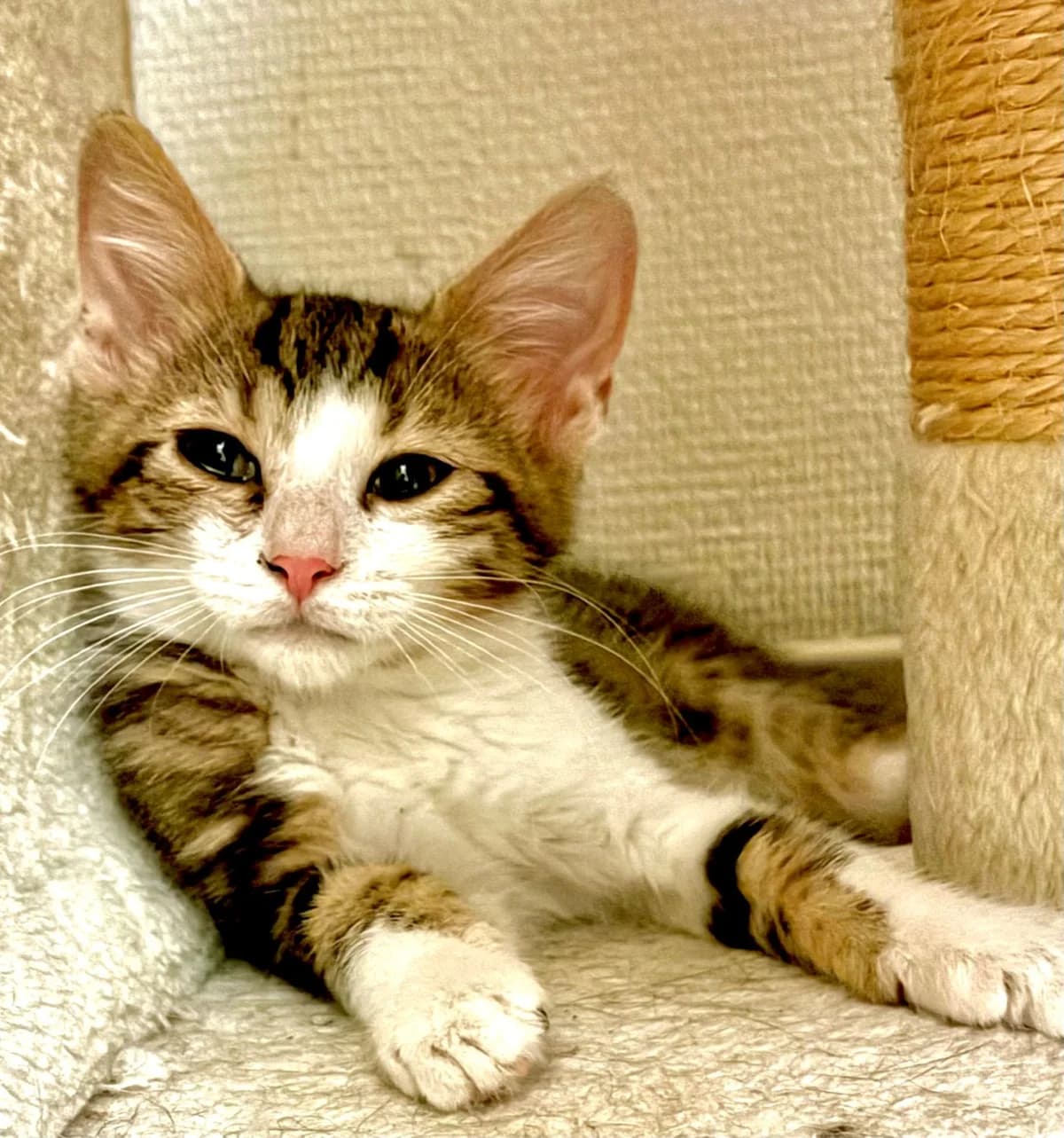 BIBOU, male puppy Mixed Breed for adoption at SOS Cat Pattes