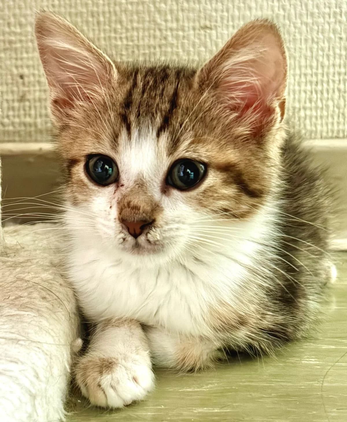 BAMBI, male puppy Mixed Breed for adoption at SOS Cat Pattes