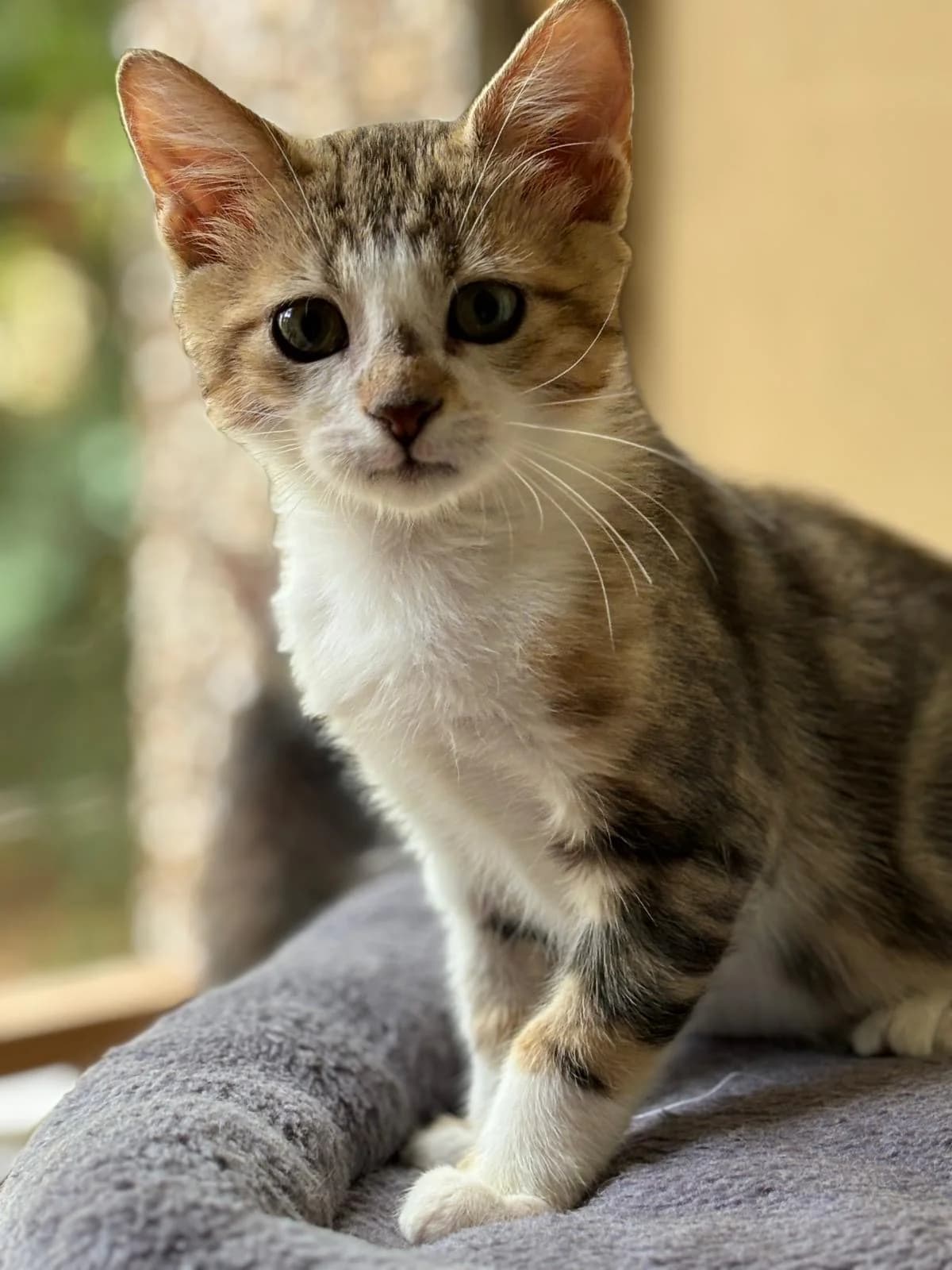 BAMBI, male young Mixed Breed for adoption at SOS Cat Pattes