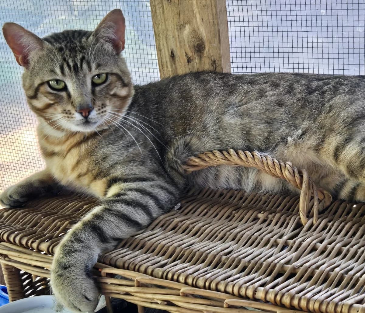 VOYOU, male young Mixed Breed for adoption at SOS Cat Pattes