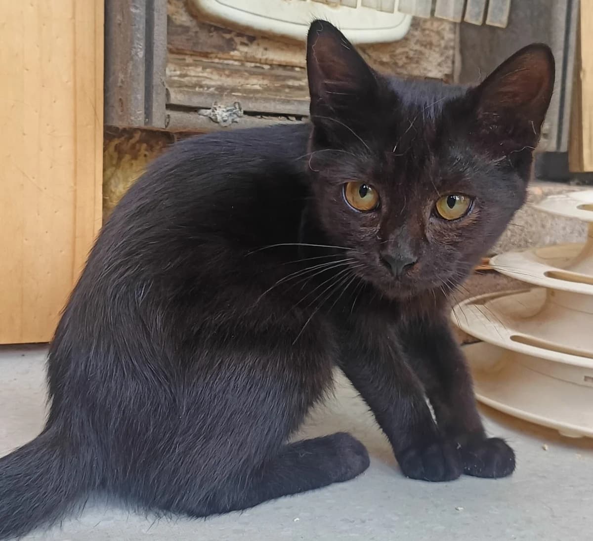 BORA, female puppy Mixed Breed for adoption at SOS Cat Pattes