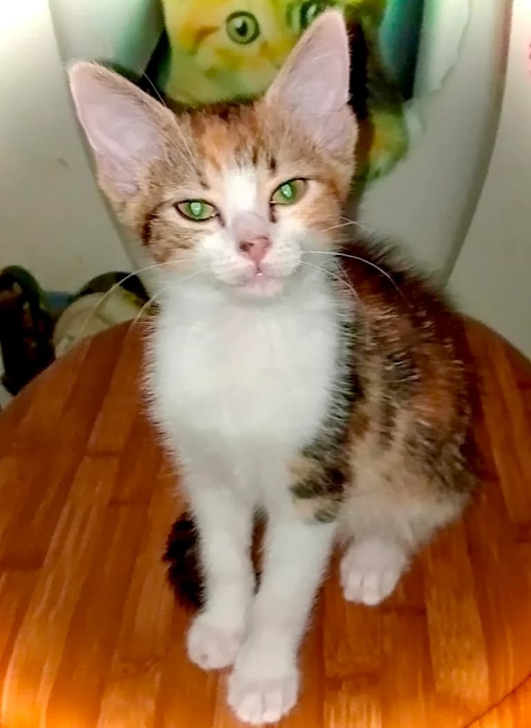 BROWNIE, female puppy Mixed Breed for adoption at SOS Cat Pattes