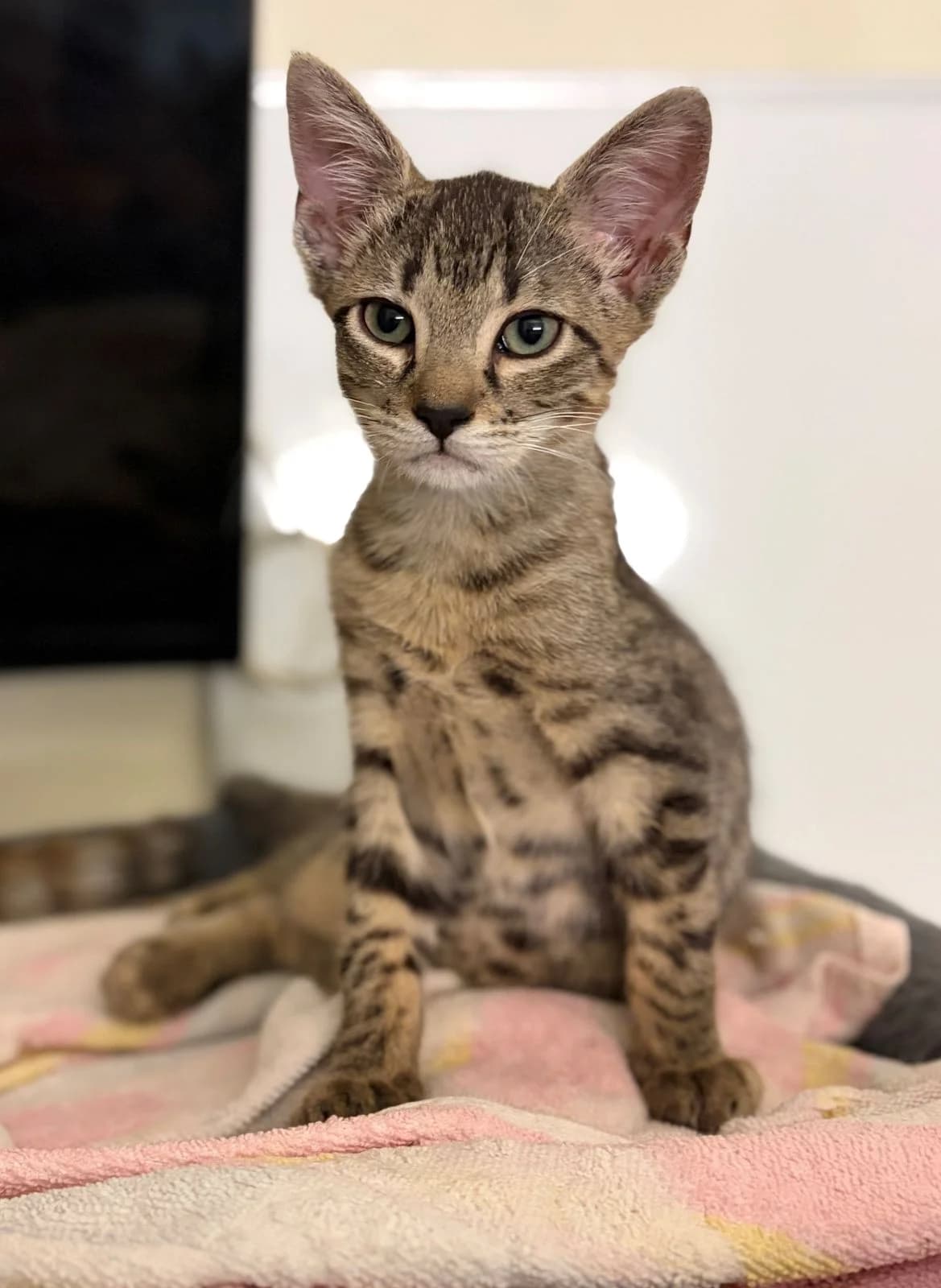 BARBOUILLE, male puppy Mixed Breed for adoption at SOS Cat Pattes