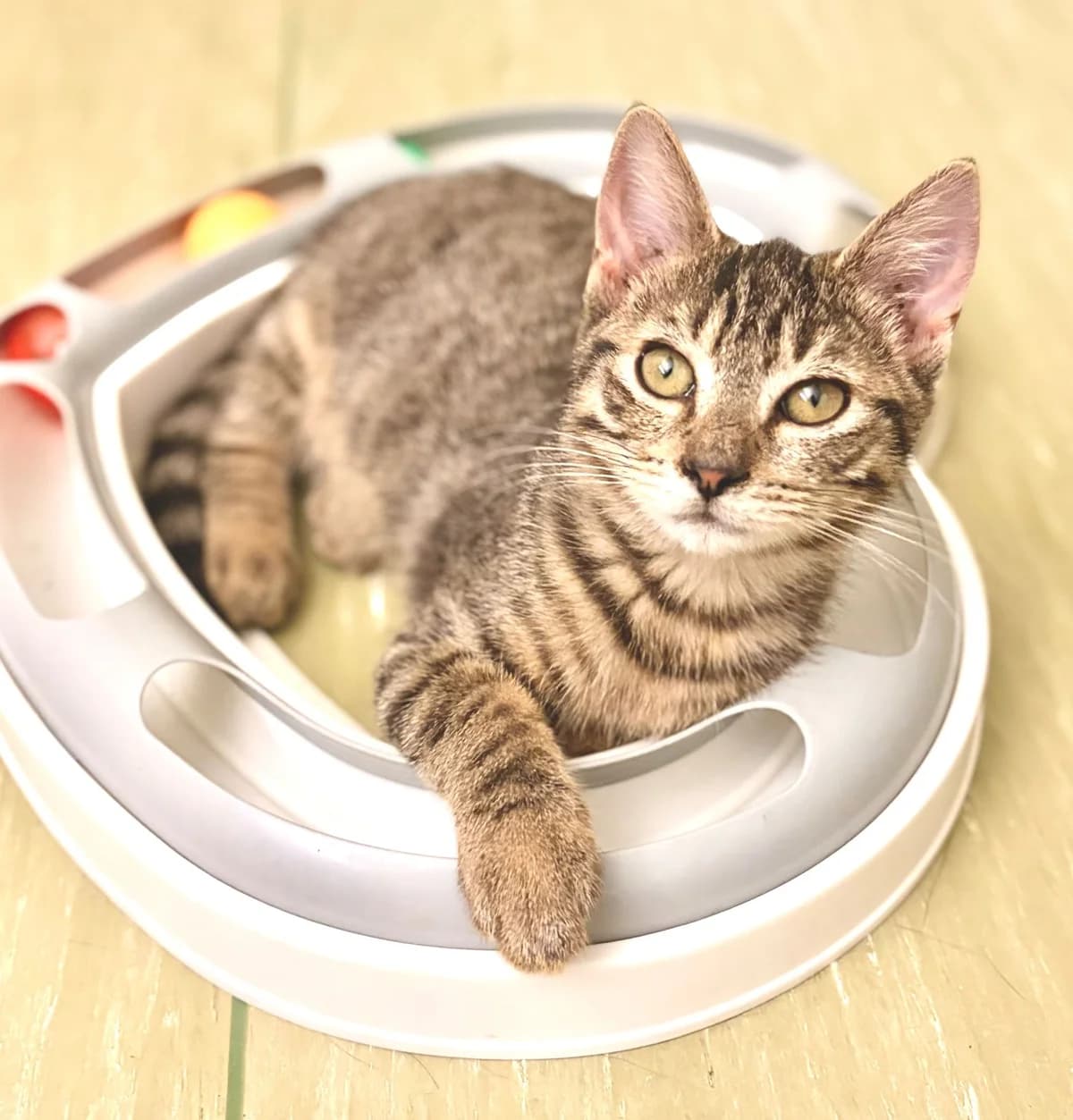 BOHΓME, female puppy Mixed Breed for adoption at SOS Cat Pattes