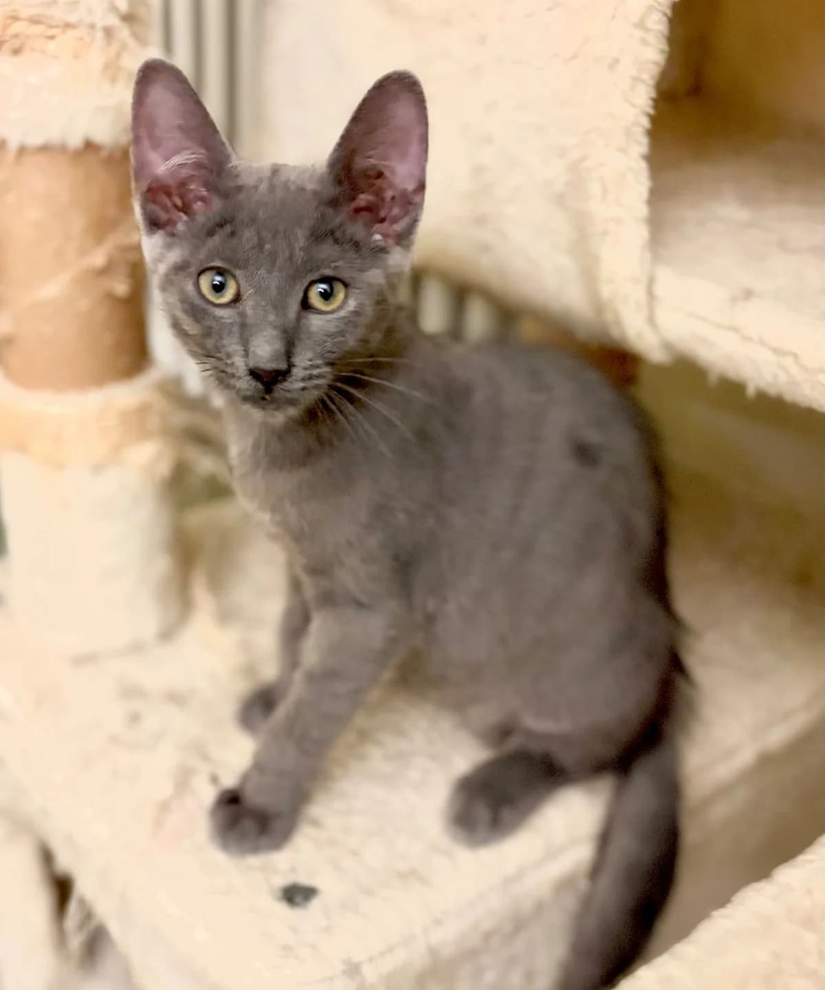 BENKO, male puppy Mixed Breed for adoption at SOS Cat Pattes