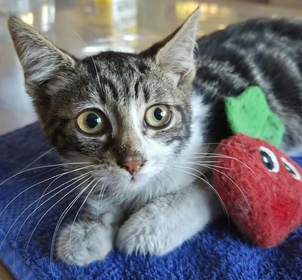 BABOUE, female puppy Mixed Breed for adoption at SOS Cat Pattes