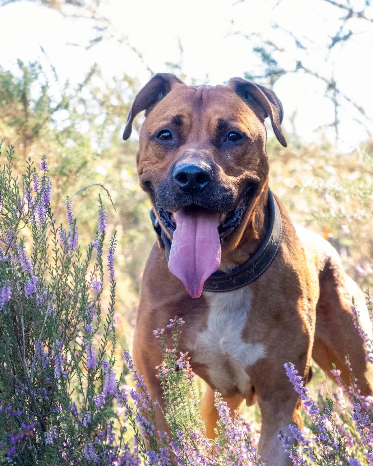 Albain, Fauve Numéro de puce : 250269611879851 V male 4yo Mixed Breed for adoption at S.P.A. du 47