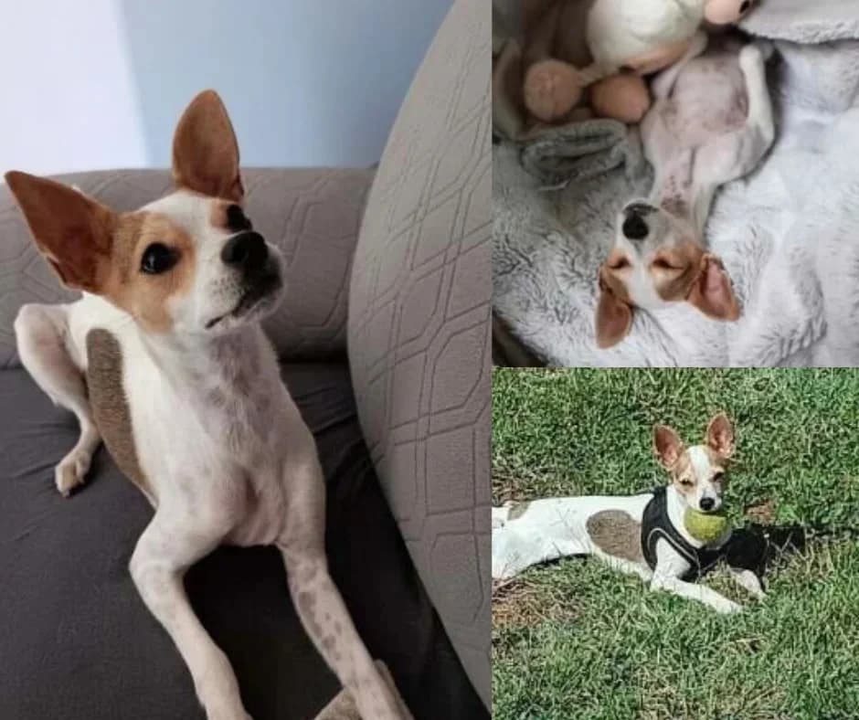 Betty, Blanche et fauve Gabarit : Petit Numéro female puppy Mixed Breed for adoption at S.P.A. du 47