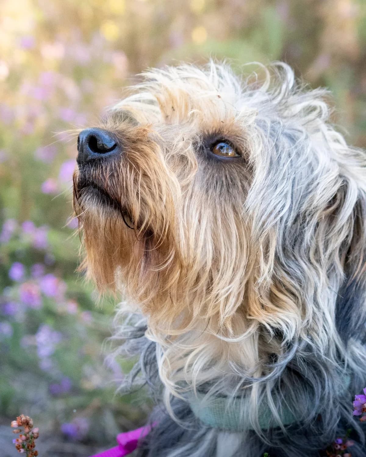 Bouboule, Noir et feu Numéro de puce : 25026878041 male 4yo Mixed Breed for adoption at S.P.A. du 47