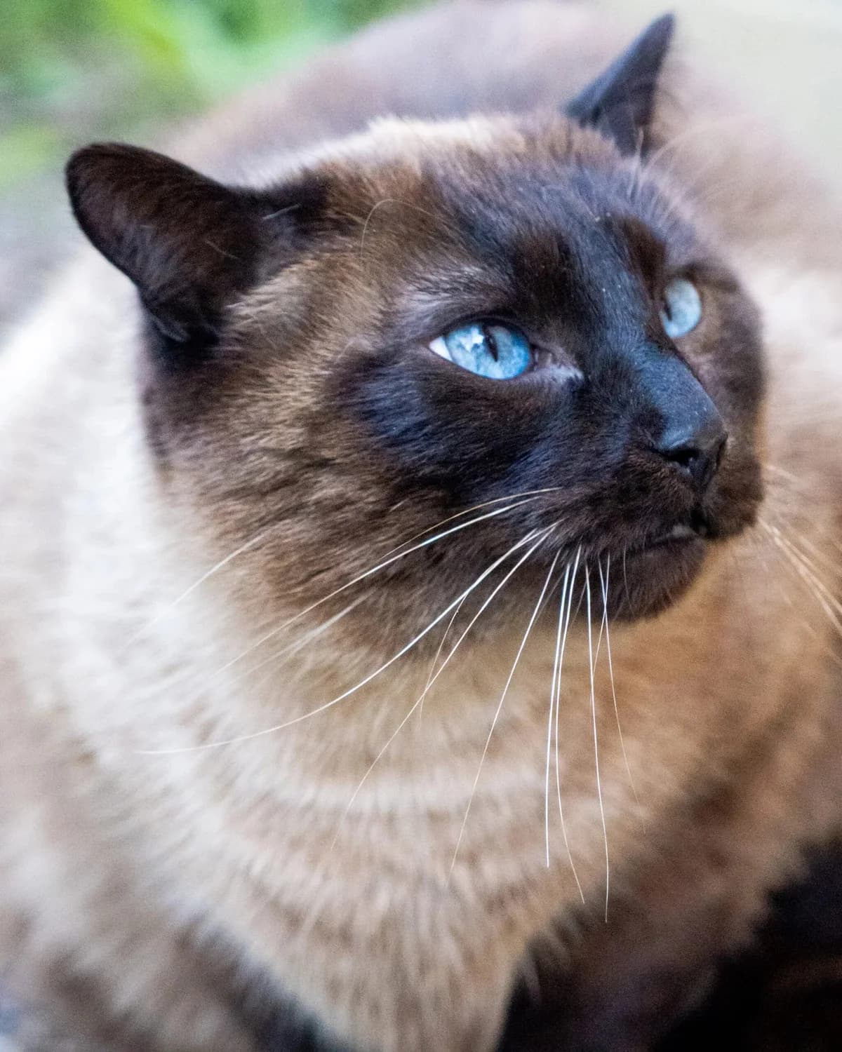 Bouchon, male senior Mixed Breed for adoption at S.P.A. du 47