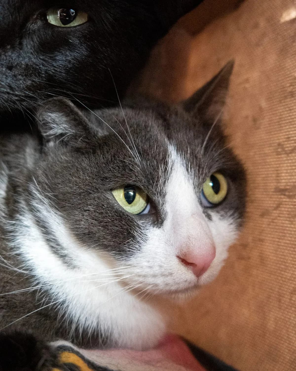 Caillou, male 5yo Mixed Breed for adoption at S.P.A. du 47
