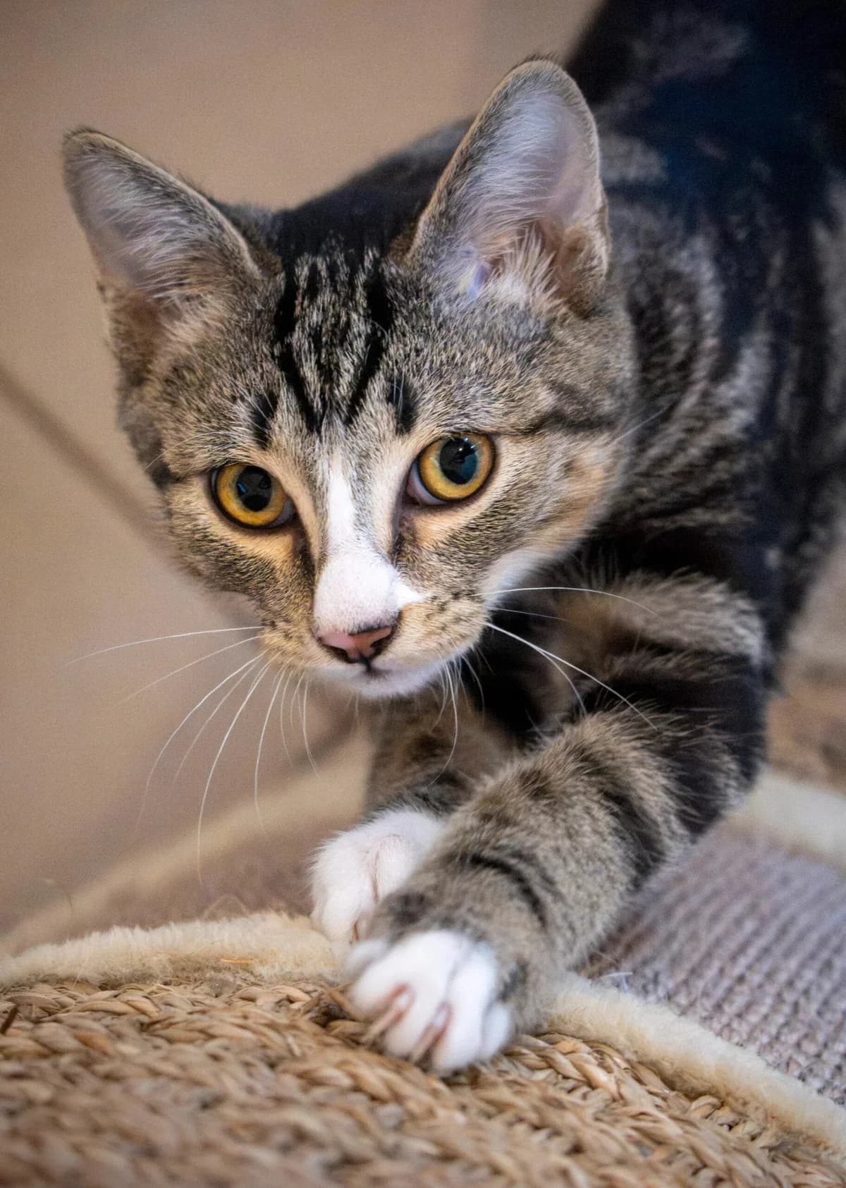 Chakou, Marble tabby et blanche Numéro de puce : male puppy Mixed Breed for adoption at S.P.A. du 47