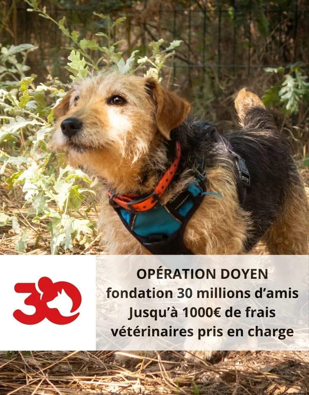 Daisy, Noire et feu Numéro de puce : 2502695006 female senior Mixed Breed for adoption at S.P.A. du 47