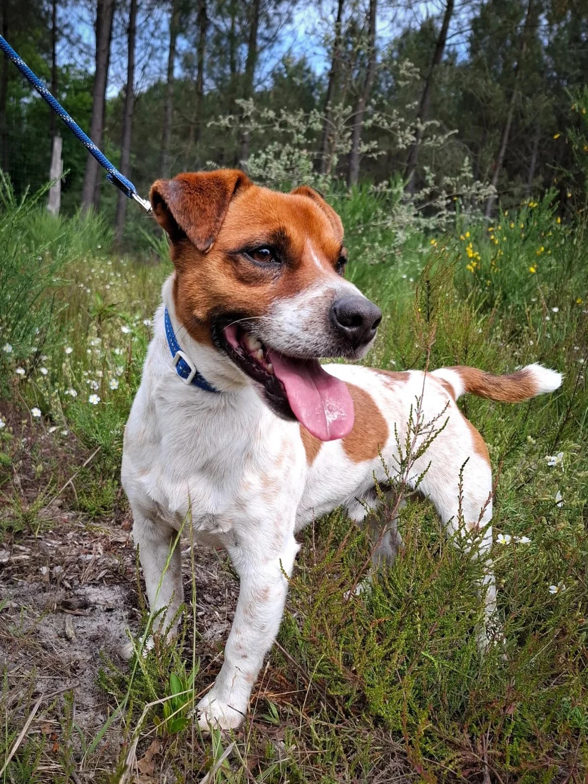 Jacky, male 6yo Mixed Breed for adoption at S.P.A. du 47