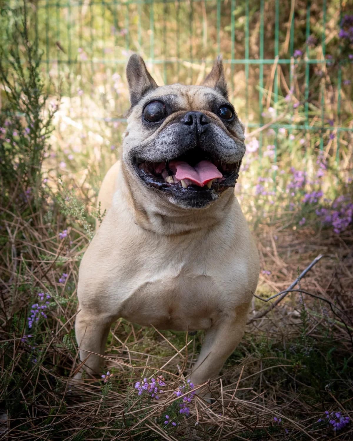 Loca, female senior Mixed Breed for adoption at S.P.A. du 47