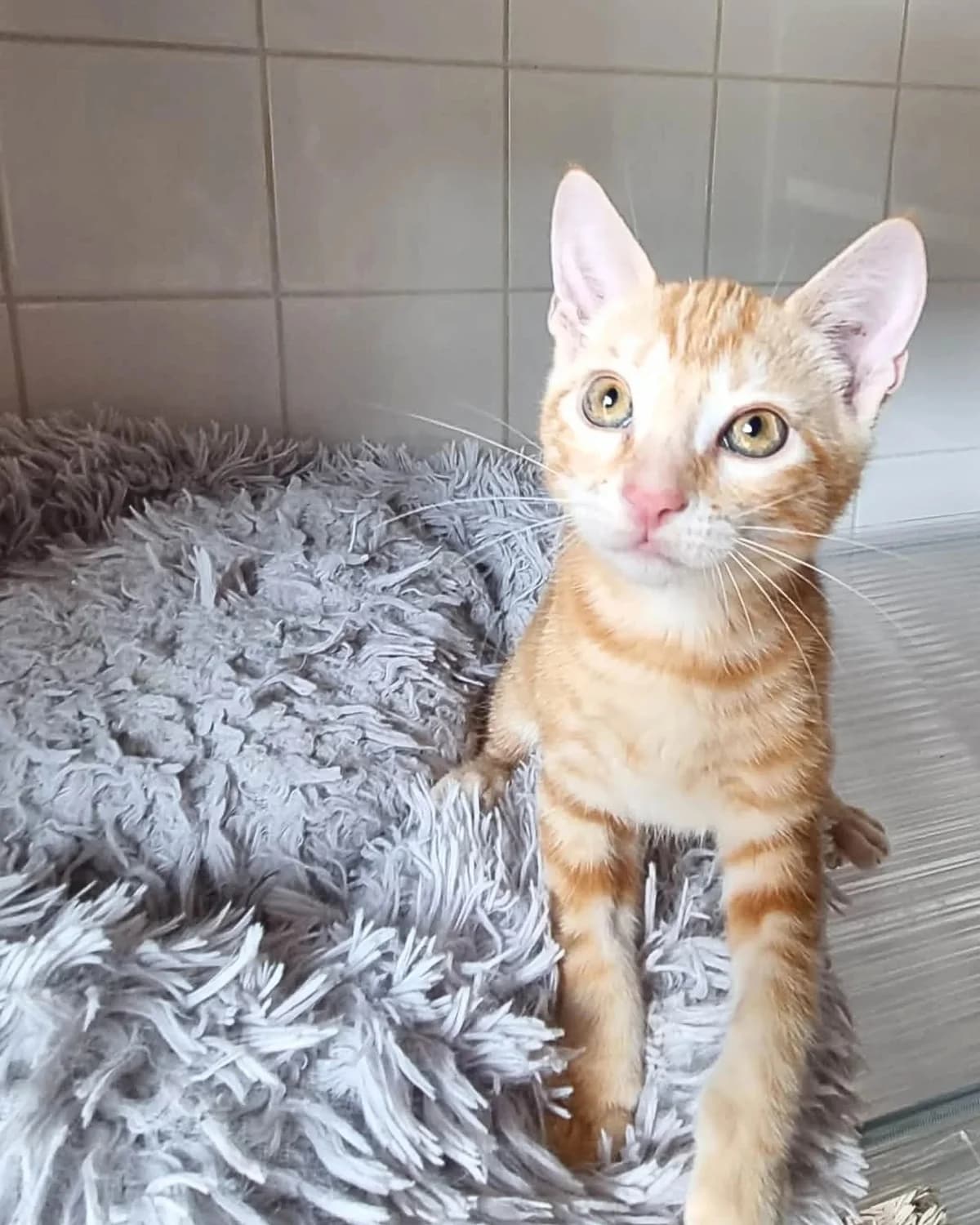 Magnum, Rousse Numéro de puce : 250269611869075 male puppy Mixed Breed for adoption at S.P.A. du 47