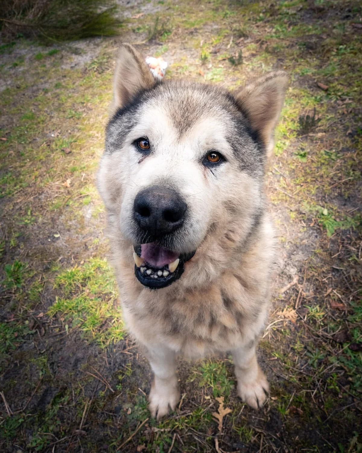 Nook, male senior Mixed Breed for adoption at S.P.A. du 47