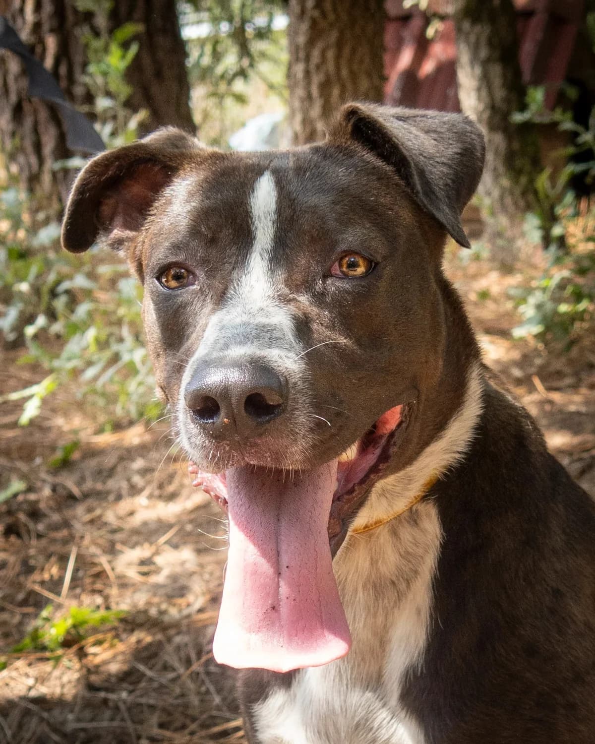 Pepper, male young Mixed Breed for adoption at S.P.A. du 47