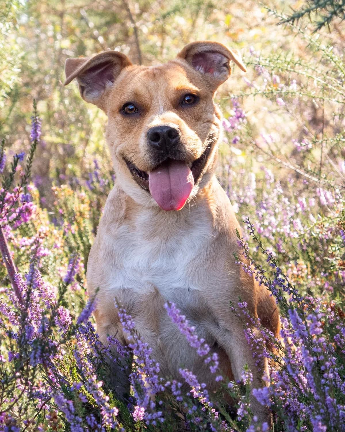 Renatto, Sable Numéro de puce : 250269611879925 V male puppy Mixed Breed for adoption at S.P.A. du 47