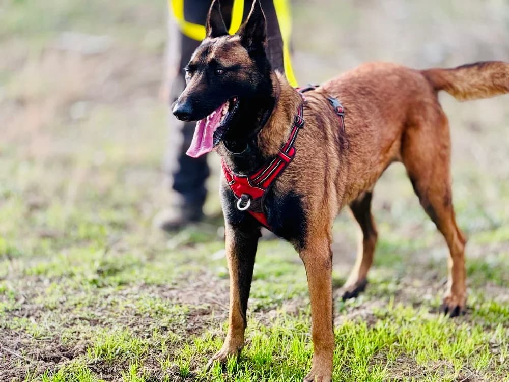 DJANGO, male senior Belgian Malinois for adoption at SPA Aix-en-Provence, Aix