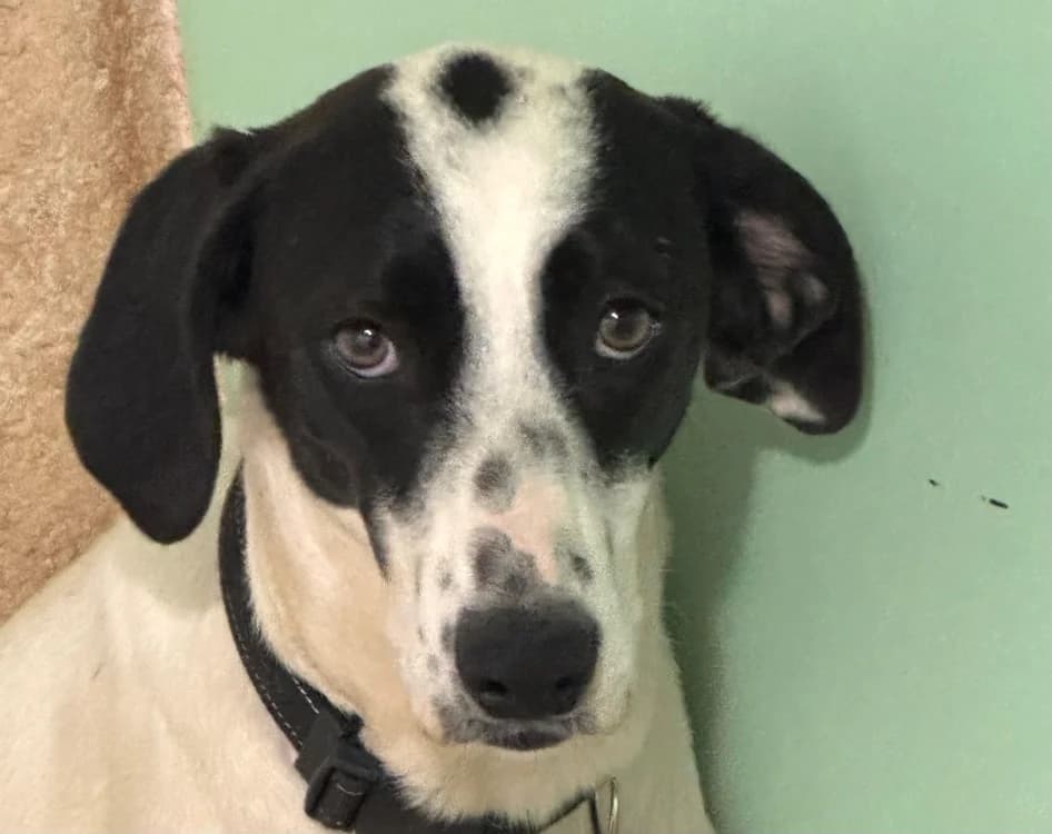 TARA, female young Mixed Breed for adoption at SPA Aix-en-Provence, Aix