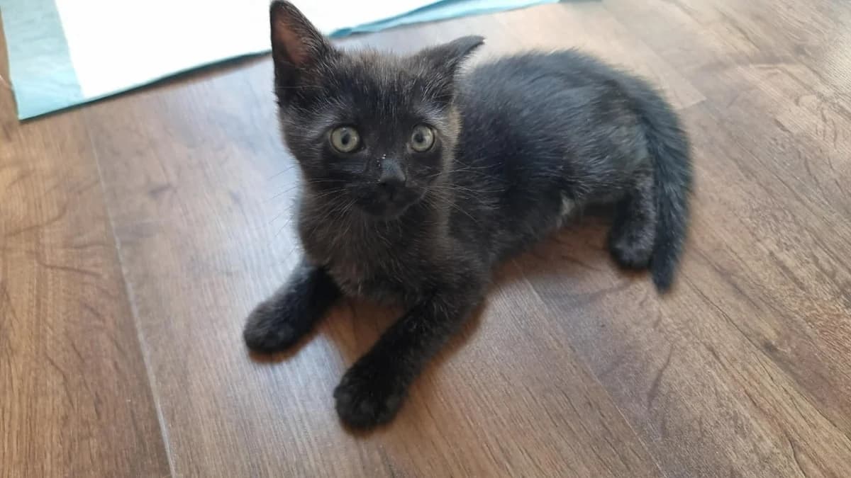 AZUR, female mixed breed for adoption at SPA Aix-en-Provence, Aix