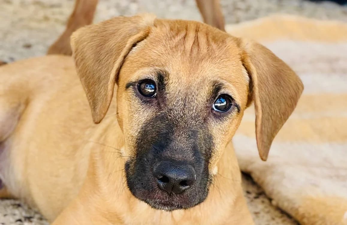TAO, male Mixed Breed for adoption at SPA Aix-en-Provence, Aix