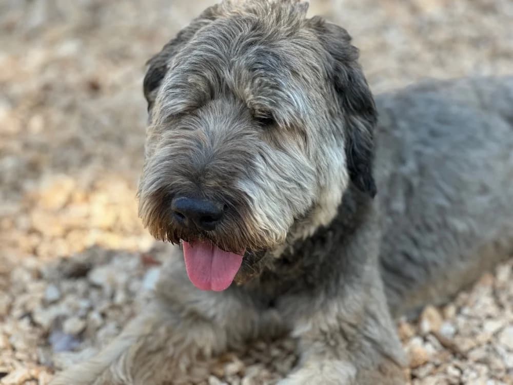 NIKKI, male senior mixed breed for adoption at SPA Aix-en-Provence, Aix