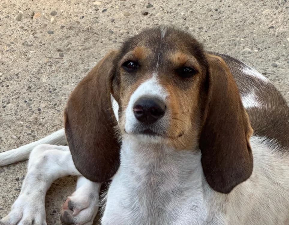 FICELLE, female mixed breed for adoption at SPA Aix-en-Provence, Aix