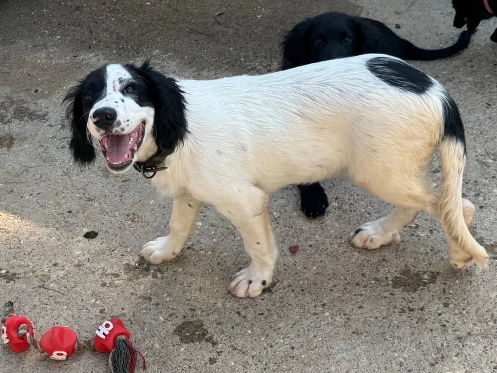 STORM, male puppy mixed breed for adoption at SPA Aix-en-Provence, Aix