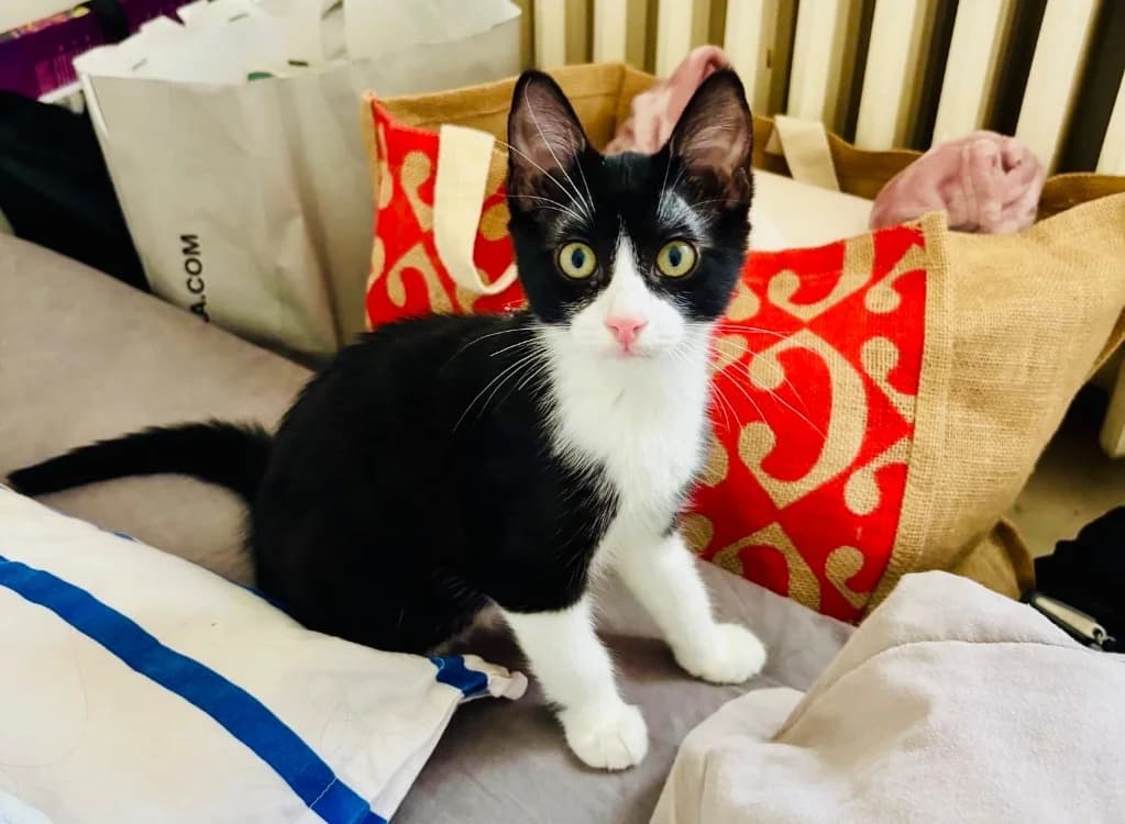 MITSURI, female Mixed Breed for adoption at SPA Aix-en-Provence, Aix