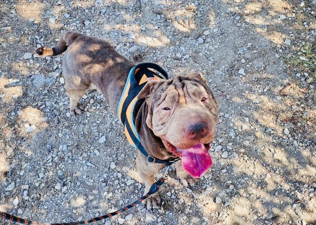 MILKA, male 4yo Mixed Breed for adoption at SPA Aix-en-Provence, Aix