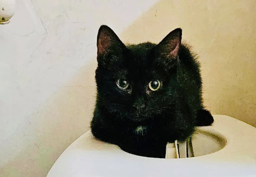ZITA, female Mixed Breed for adoption at SPA Aix-en-Provence, Aix