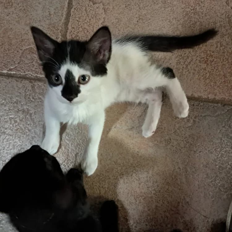 BANDIT (plus Γ l'adoption), male puppy Mixed Breed for adoption at SPA Aix-en-Provence, Aix