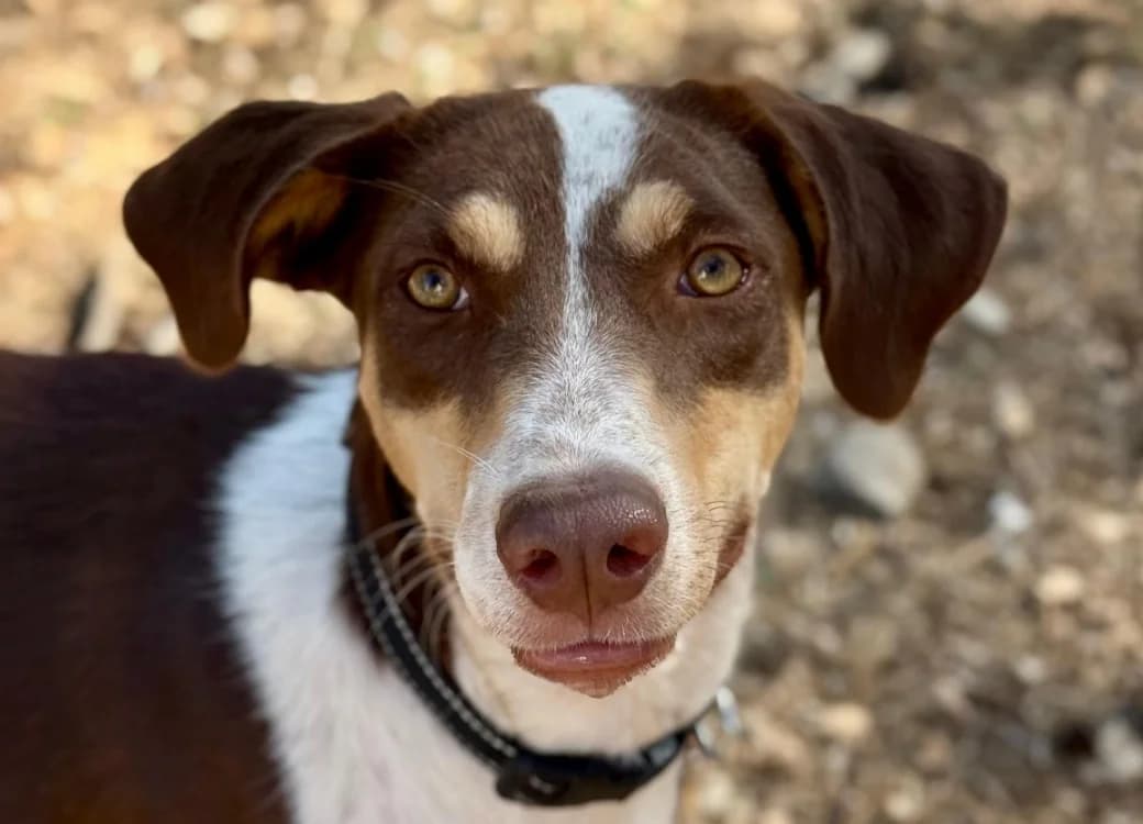 ROCKY, male young Beagle for adoption at SPA Aix-en-Provence, Aix