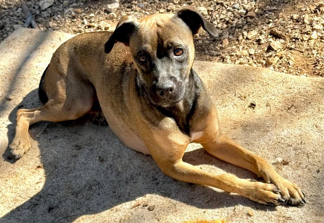 VAIA, female young Mixed Breed for adoption at SPA Aix-en-Provence, Aix