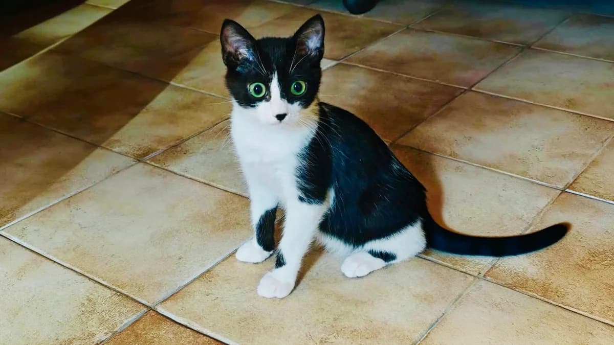 PAWNEE, male Mixed Breed for adoption at SPA Aix-en-Provence, Aix